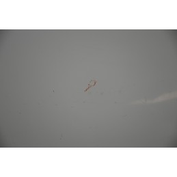 Portiera Sportello Posteriore SX Ford Transit Connect dal 2002 al 2013  1634800784328